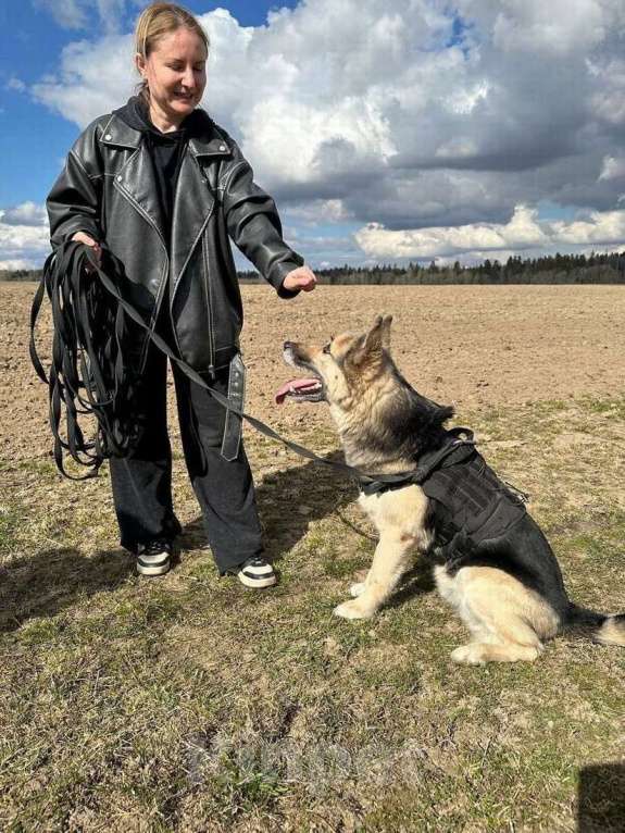 Собаки в Санкт-Петербурге: Очаровательный пес Бамси с разноцветными глазами ищет хозяина! Мальчик, Бесплатно - фото 5