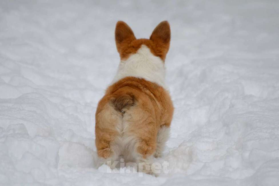 Собаки в Твери: Щенок Вельш Корги Пемброк  Девочка, 40 000 руб. - фото 4