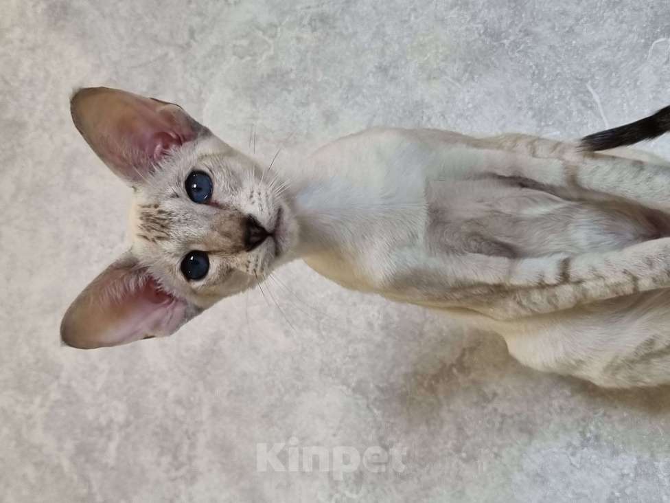 Кошки в Рязани: Ориентальный котенок Девочка, 40 000 руб. - фото 4