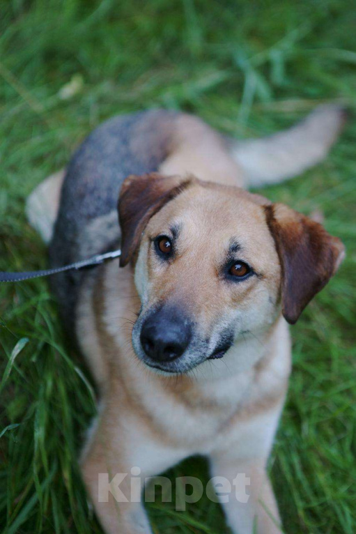 Собаки в Москве: Разыскиваем семью для Ланочки!  Девочка, Бесплатно - фото 4