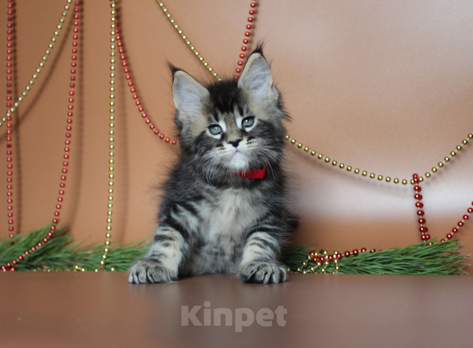 Кошки в Екатеринбурге: Котёнок мейн-кун Сириус Мальчик  Мальчик, 50 000 руб. - фото 9