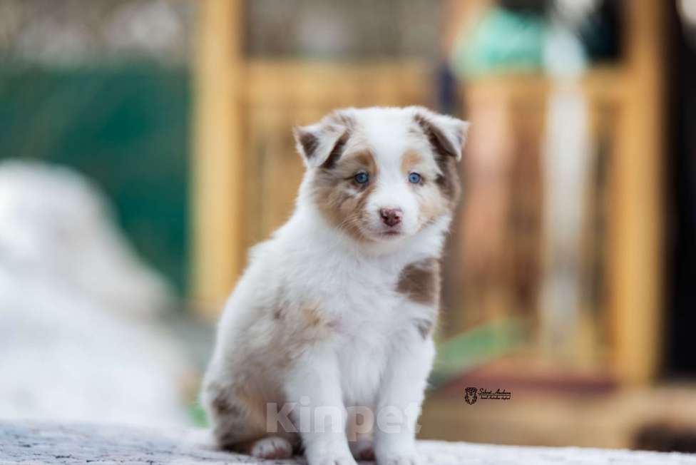 Собаки в Москве: Австралийская овчарка, аусси Девочка, 150 000 руб. - фото 2