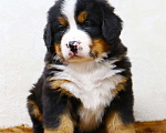Собаки в Москве: Щенки Бернского зенненхунда Мальчик, Бесплатно - фото 9
