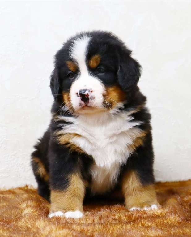 Собаки в Москве: Щенки Бернского зенненхунда Мальчик, Бесплатно - фото 9