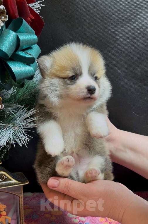 Собаки в Москве: Вельш корги пемброк мальчик без хвостика  Мальчик, 60 000 руб. - фото 6