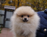 Собаки в Москве: Пушистое счастье-кремовый малыш Мальчик, 28 000 руб. - фото 3