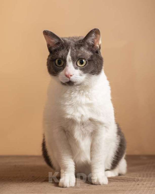 Кошки в Москве: Ручная «совушка» кошка Любава в добрые руки Девочка, 1 руб. - фото 9