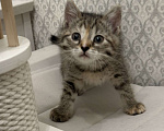 Кошки в Москве: Котенок в добрые руки Девочка, Бесплатно - фото 7