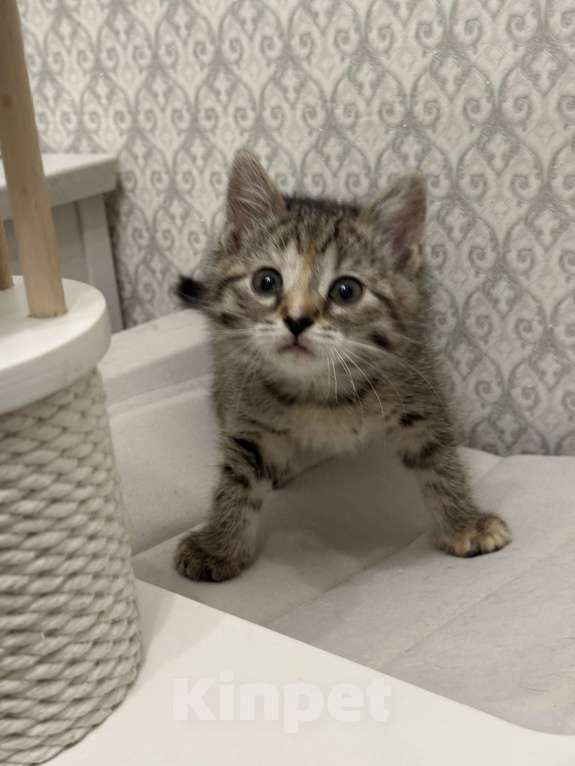Кошки в Москве: Котенок в добрые руки Девочка, Бесплатно - фото 7