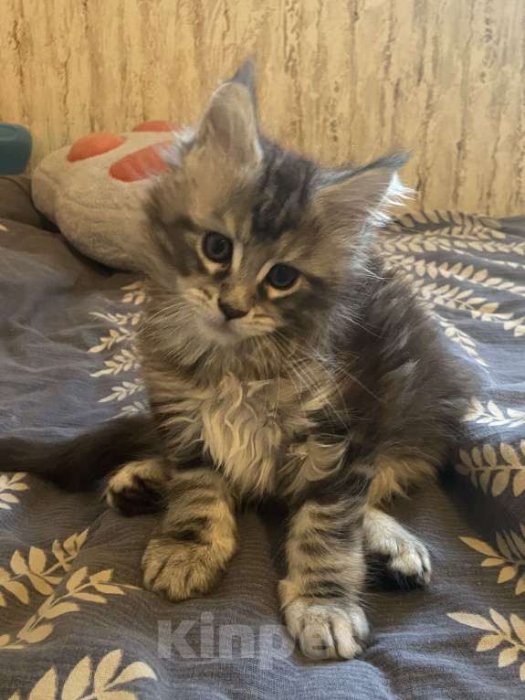 Кошки в Москве: Мальчик мейкун Мальчик, Бесплатно - фото 2