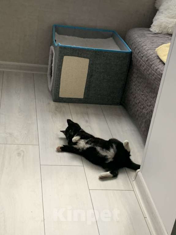 Кошки в других городах Московской области: Котёнок в добрые руки и любящую семью Мальчик, Бесплатно - фото 2