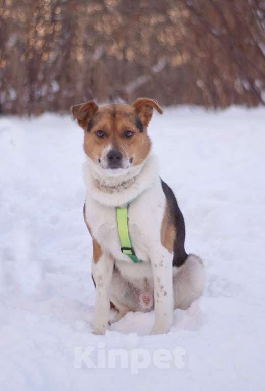 Собаки в Москве: Позитивный Феликс в добрые руки Мальчик, Бесплатно - фото 3