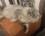 Кошки в Касимове: Вязка, 1 500 руб. - фото 4