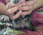 Кошки в Санкт-Петербурге: Красавица Кики, добрая девочка котенок Девочка, 1 руб. - фото 1