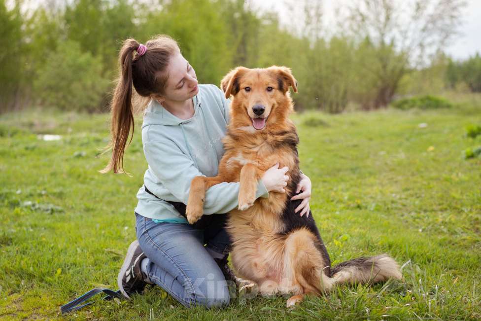 Собаки в Москве: Молодой, уравновешенный мальчик с золотым характером Мальчик, Бесплатно - фото 2