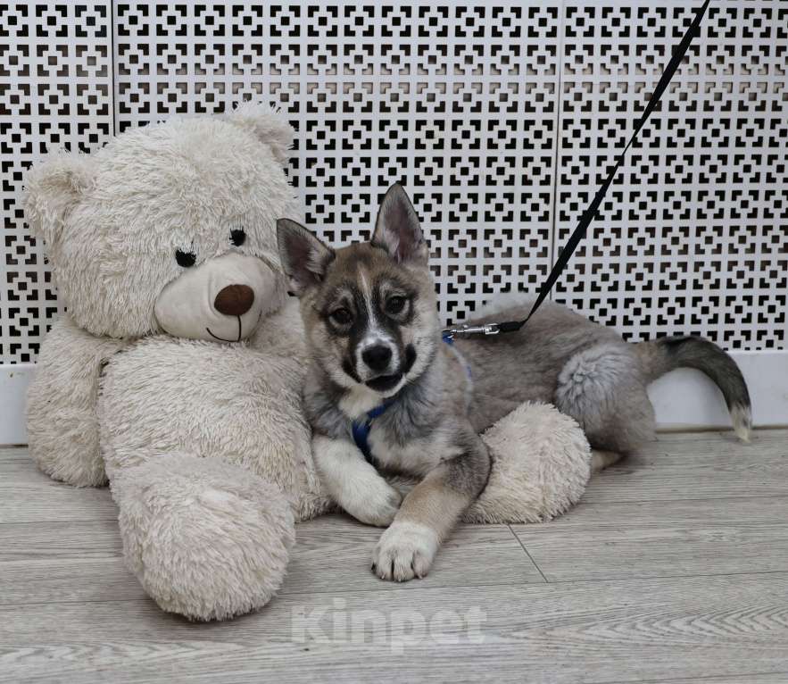 Собаки в Москве: Щенки бесплатно в Москве Девочка, Бесплатно - фото 8