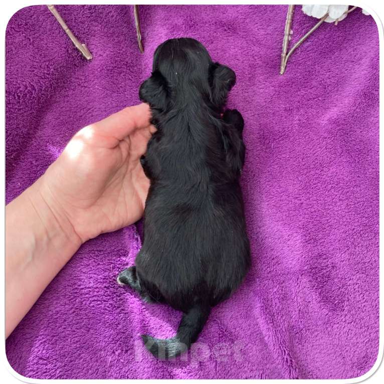 Собаки в Москве: Чёрный йорк мальчик бэби фейс Мальчик, 80 000 руб. - фото 6