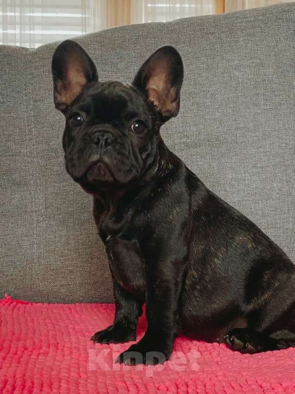 Собаки в других городах Московской области: Щенок французского бульдога 3 мес Мальчик, 80 000 руб. - фото 4