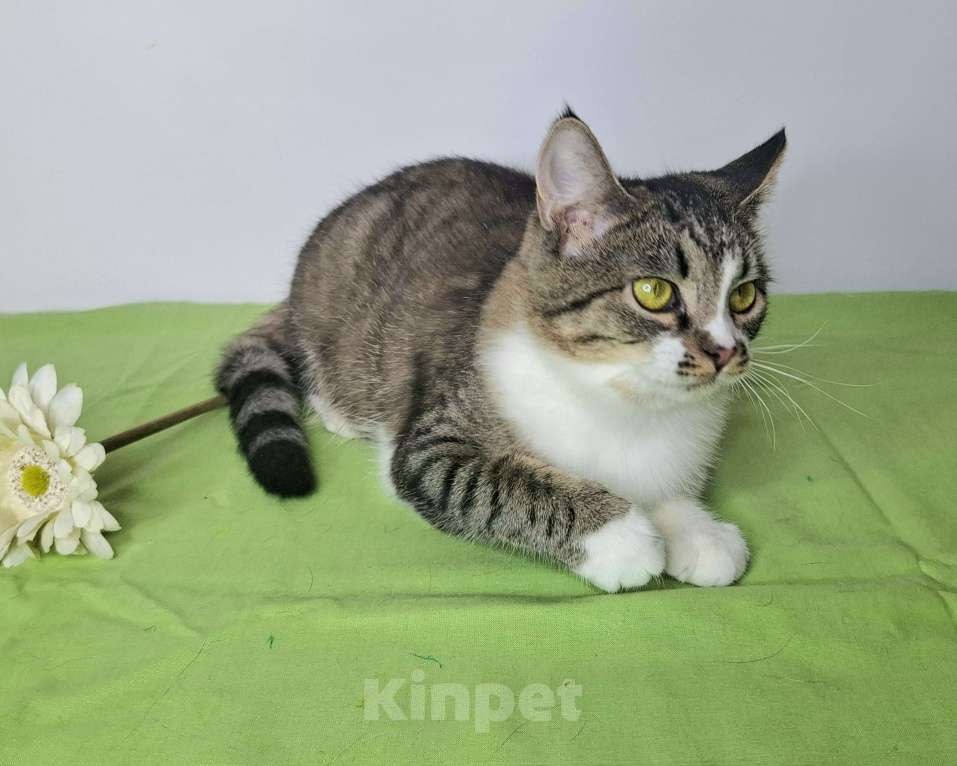 Кошки в Москве: Мимоза будет на выставке-пристройстве в Москве Девочка, Бесплатно - фото 4