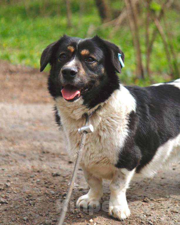 Собаки в других городах Московской области: Крошка Пудинг в дар Мальчик, Бесплатно - фото 5