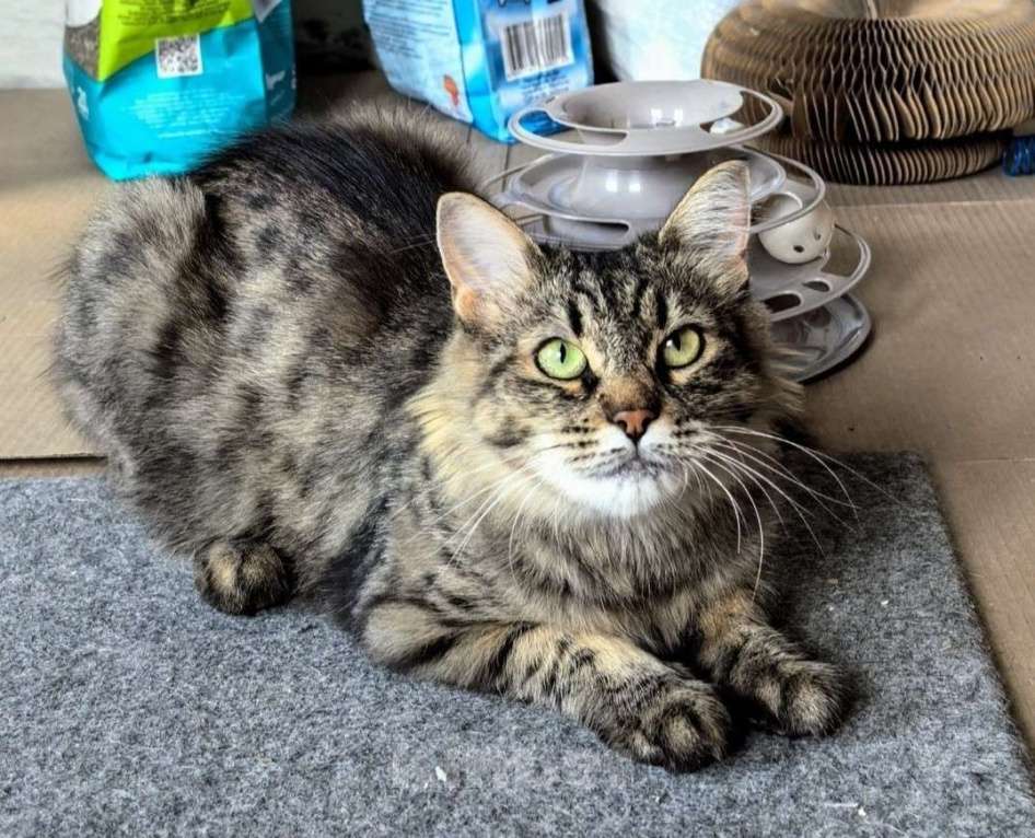 Кошки в Москве: Ласковая кошечка Анфиса ищет семью Девочка, Бесплатно - фото 5