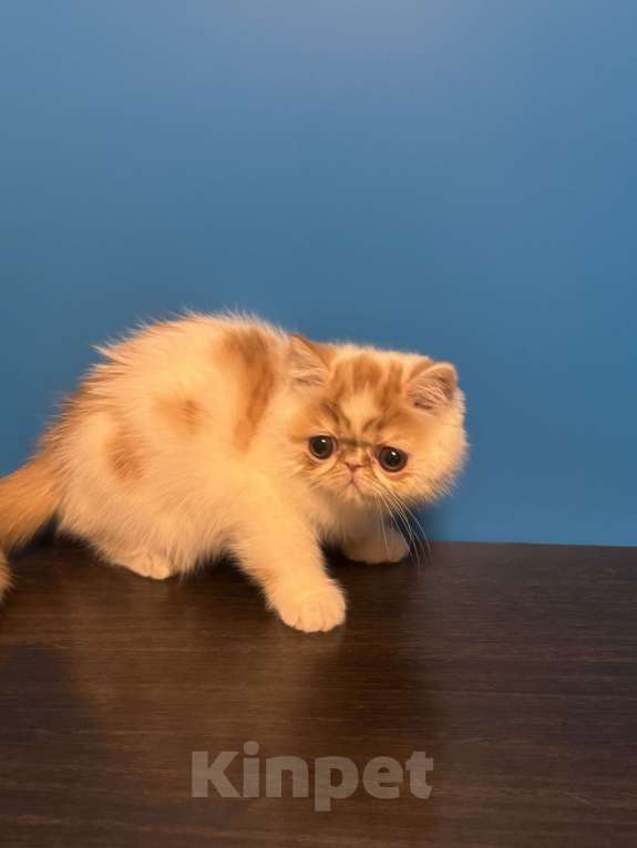 Кошки в Москве: Красотка Девочка, Бесплатно - фото 6