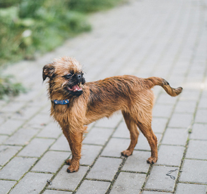 Бельгийский гриффон