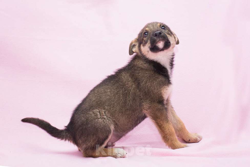 Собаки в Москве: Самый умный щеночек в мире Девочка, Бесплатно - фото 3