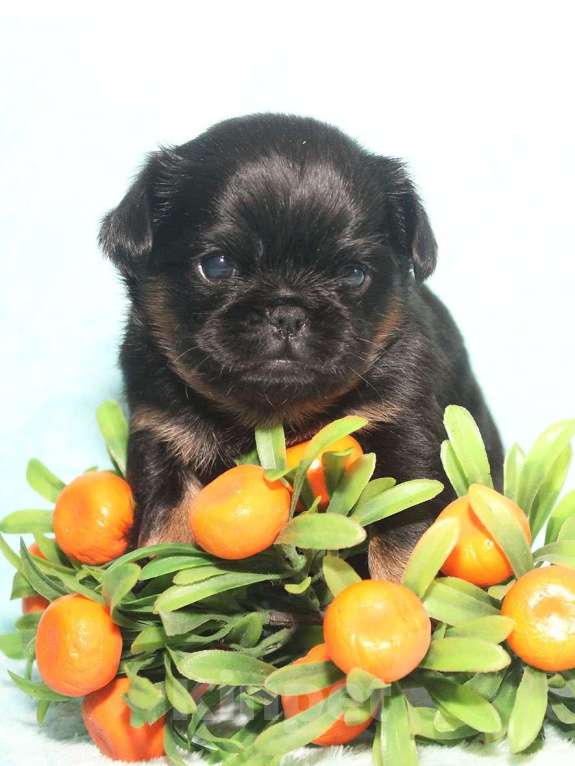 Собаки в Санкт-Петербурге: Красивая девочка  Девочка, 80 000 руб. - фото 2