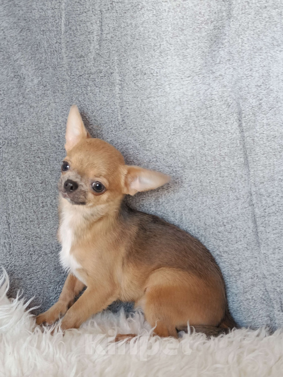 Собаки в Москве: Миниатюрная курносая красотка Девочка, 92 000 руб. - фото 6