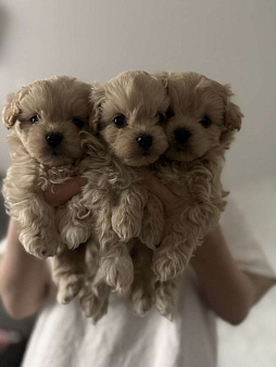 Мальчик Мальтипу