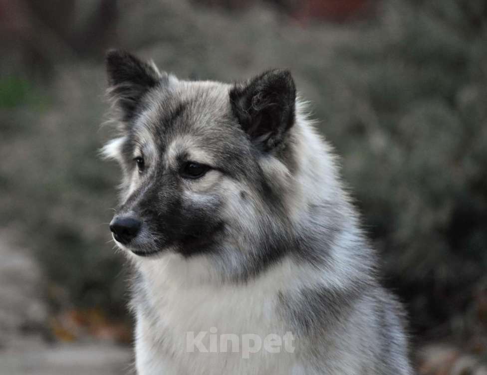 Собаки в Москве: Ненецкая оленегонная лайка. Сука Чинар. Девочка, 60 000 руб. - фото 4