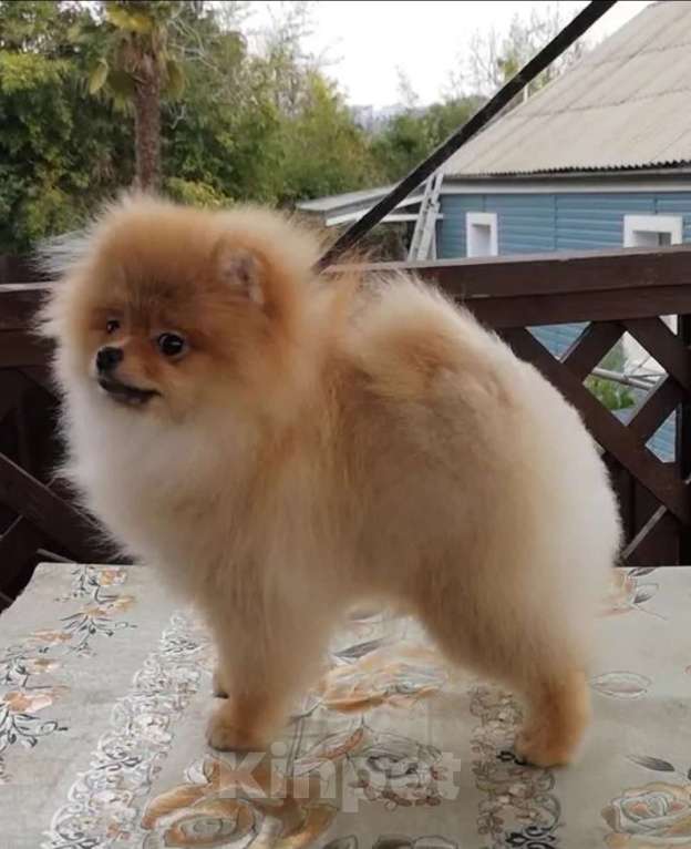 Собаки в Сочи: Девочки-помераночки Девочка, Бесплатно - фото 8