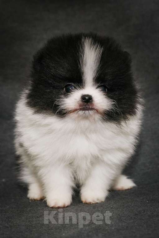 Собаки в Пушкино: Померанский шпиц мальчик Мальчик, 30 000 руб. - фото 2