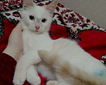 Кошки в Вологде: Котёнок  Мальчик, Бесплатно - фото 5