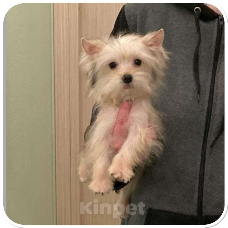 Собаки в Москве: Йорк мини девочка золотая игривая Девочка, 70 000 руб. - фото 4