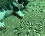 Кошки в Магнитогорске: Котята бесплатно Девочка, Бесплатно - фото 4