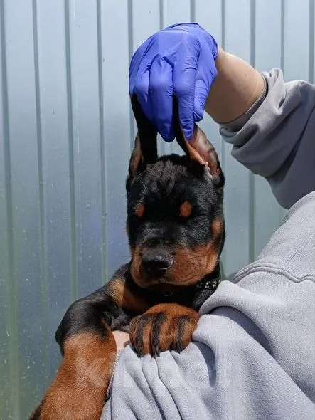 Собаки в других городах Краснодарского края: Щенок добермана РКФ Мальчик, 80 000 руб. - фото 2