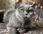 Кошки в Санкт-Петербурге: Британская кошка Девочка, 1 руб. - фото 1