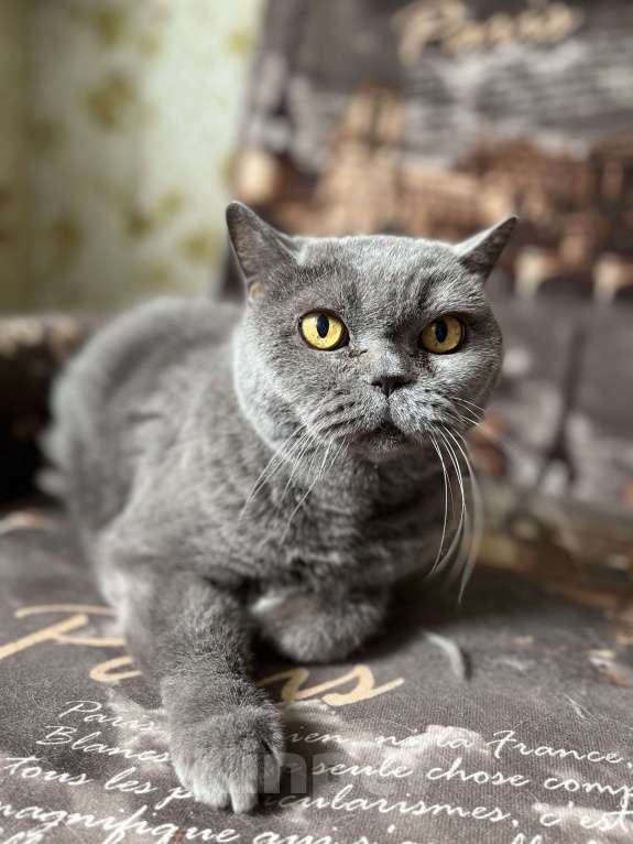 Кошки в Санкт-Петербурге: Британская кошка Девочка, 1 руб. - фото 1