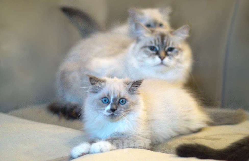 Кошки в Санкт-Петербурге: невский маскарадный котенок Девочка, Бесплатно - фото 7