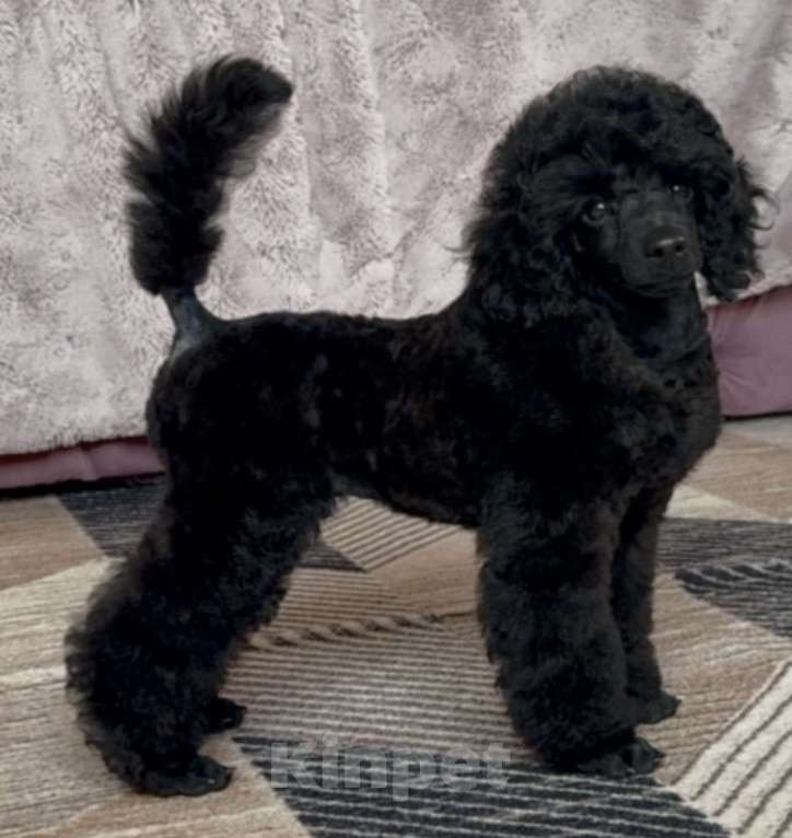 Собаки в Люберцах: Продается щенок той пуделя Мальчик, 10 руб. - фото 1