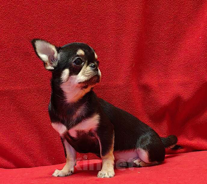 Собаки в Москве: Чихуахуа. Девочка. Девочка, 60 000 руб. - фото 3