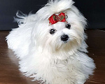 Собаки в Зеленограде: Мальтезе РКФ  Мальчик, 60 000 руб. - фото 3