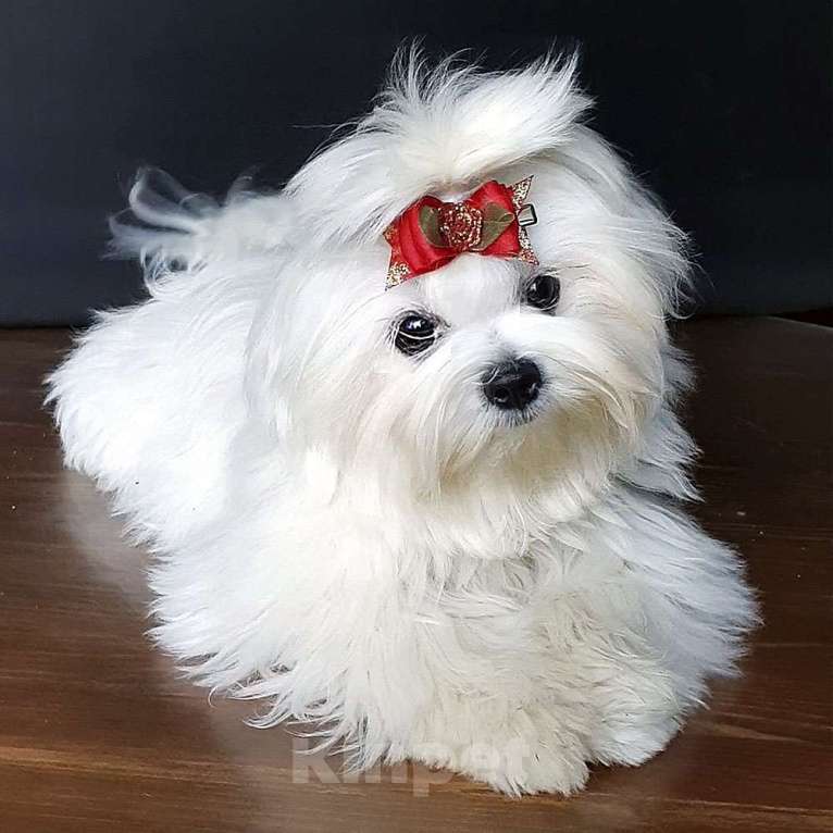 Собаки в Зеленограде: Мальтезе РКФ  Мальчик, 60 000 руб. - фото 3