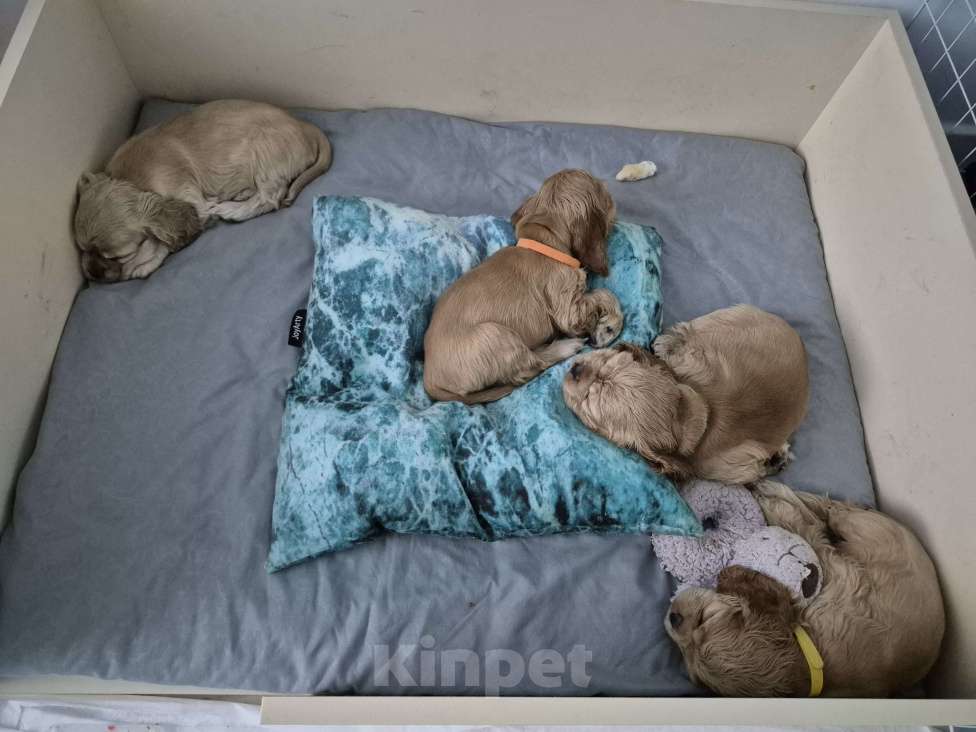 Собаки в Тюмени: Американский кокер спаниель щенок Девочка, 30 000 руб. - фото 3