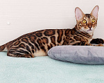 Кошки в Москве: Бенгальский кот Мальчик, Бесплатно - фото 2