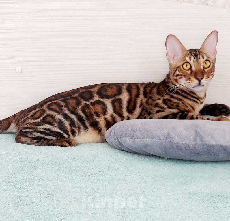Кошки в Москве: Бенгальский кот Мальчик, Бесплатно - фото 2