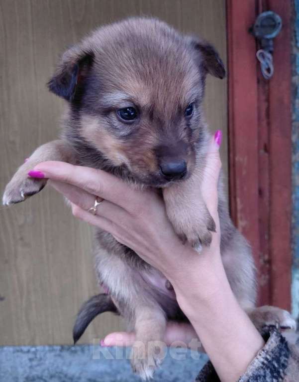 Собаки в Солнечногорске: Отдам щенка в добрые руки Мальчик, Бесплатно - фото 5