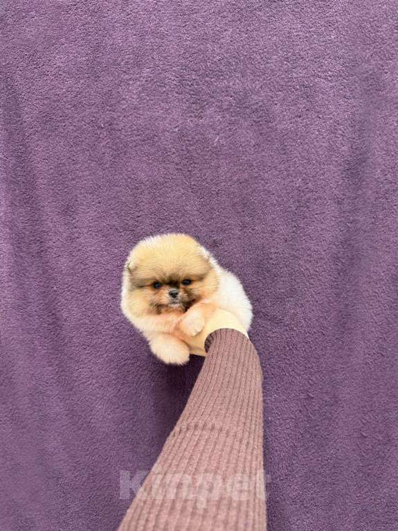 Собаки в Москве: Мини мальчик Мальчик, 27 000 руб. - фото 1